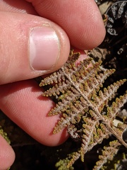 Myriopteris clevelandii