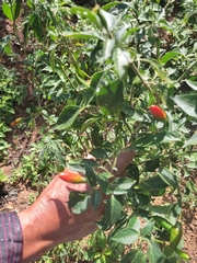 Capsicum
