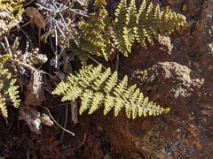 Myriopteris clevelandii