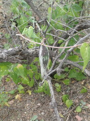 Gonolobinae
