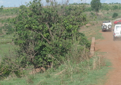 Ficus sur