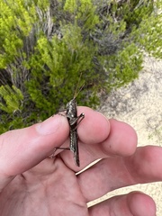 Schistocerca ceratiola