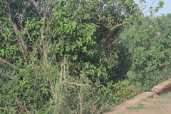 Ficus sur