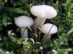 Cuphophyllus virgineus