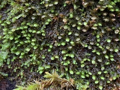 Frullania dilatata