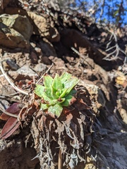 Dudleya greenei