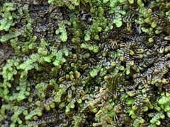 Frullania dilatata