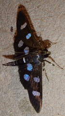 Nomophilini
