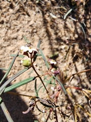 Euphorbia florida