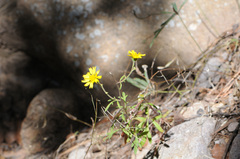 Hymenothrix dissecta