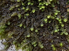 Frullania dilatata