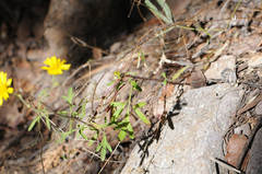 Hymenothrix dissecta