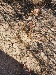 Euphorbia florida