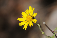 Hymenothrix dissecta