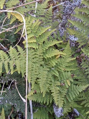 Myriopteris clevelandii