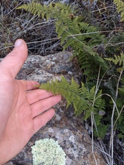 Myriopteris clevelandii