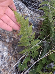 Myriopteris clevelandii