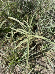 Asclepias fascicularis
