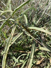 Asclepias fascicularis