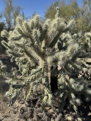 Cylindropuntia bigelovii