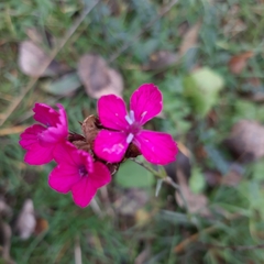 Dianthus carthusianorum