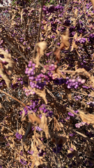 Callicarpa dichotoma