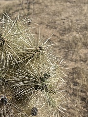 Cylindropuntia fulgida