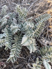Astragalus nuttallii