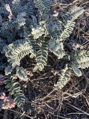 Astragalus nuttallii