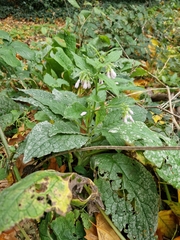 Symphytum officinale