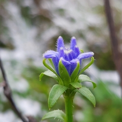 Cichorium intybus