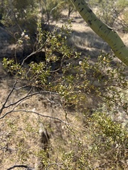 Cylindropuntia fulgida