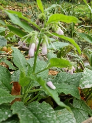 Symphytum officinale