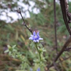 Cichorium intybus