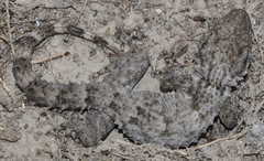 Tarentola mauritanica mauritanica