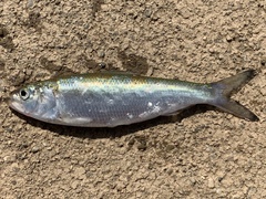 Alosa chrysochloris