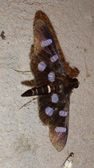Nomophilini