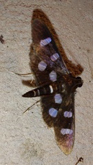 Nomophilini