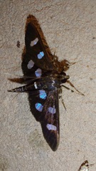 Nomophilini