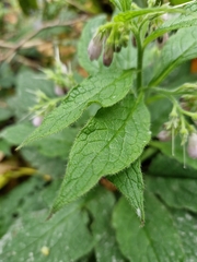 Symphytum officinale