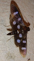 Nomophilini
