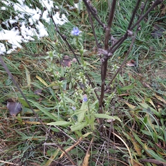 Cichorium intybus