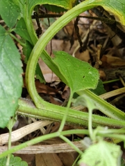 Symphytum officinale