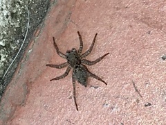 Saitis variegatus