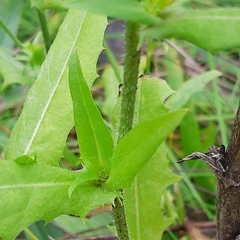 Cichorium intybus