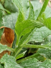 Symphytum officinale