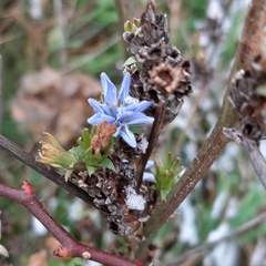 Cichorium intybus