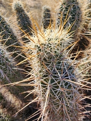 Echinocereus engelmannii
