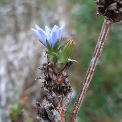 Cichorium intybus