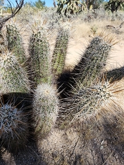 Echinocereus engelmannii